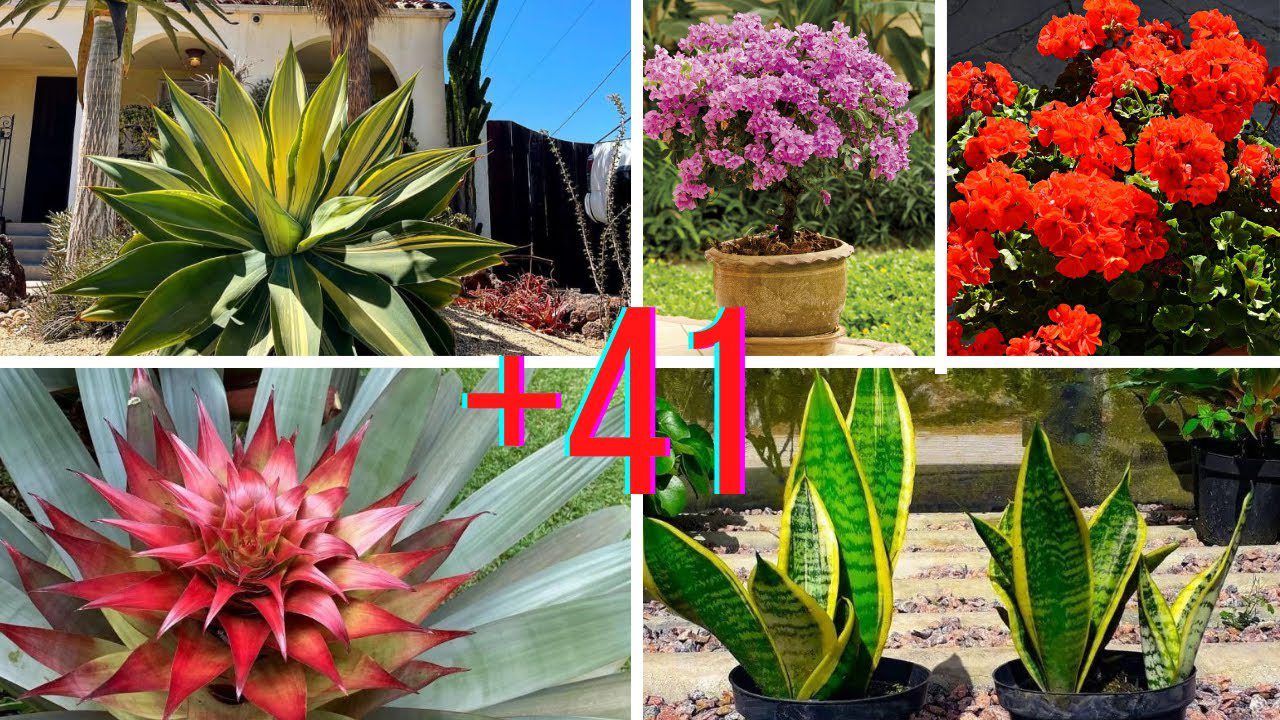 cómo conocer la historia de la decoración exterior Cómo elegir plantas resistentes para la decoración del jardín
