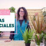 Decoración con plantas artificiales: Ideas creativas para embellecer tu hogar sin tener que preocuparte por el mantenimiento