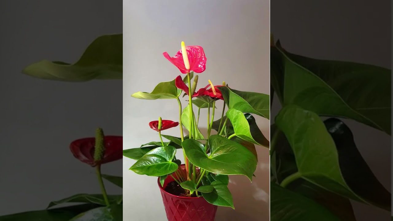 decoración en Avellanosa de Muñó