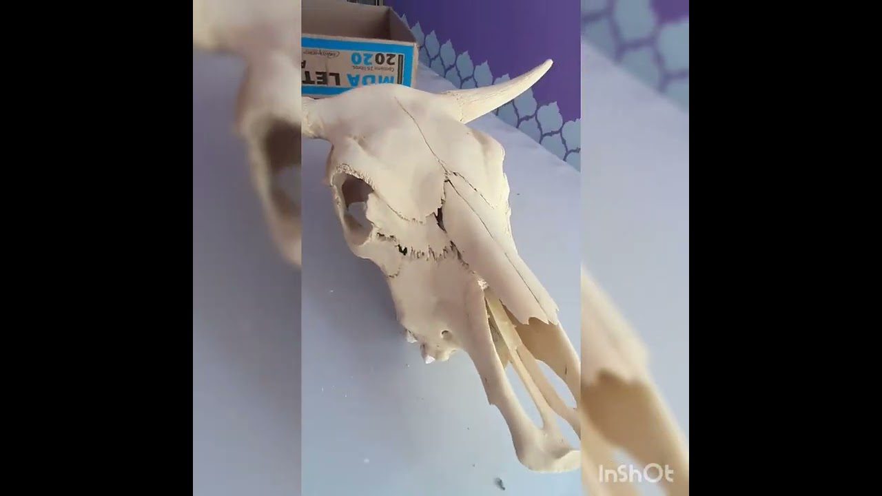 decoración en Cabeza la Vaca