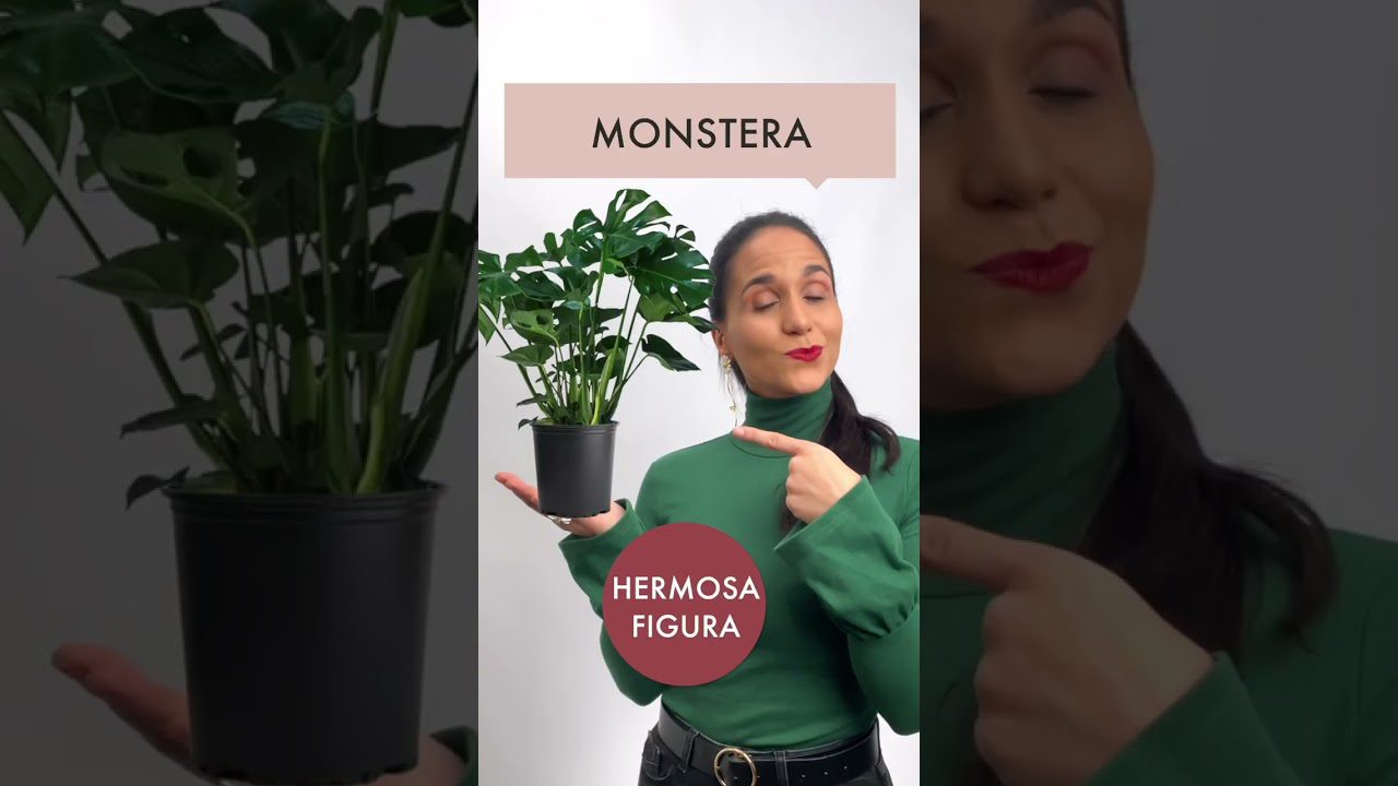 decoración en Hontangas