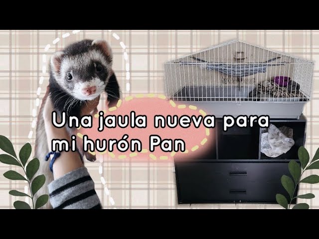 decoración en 	Hurones