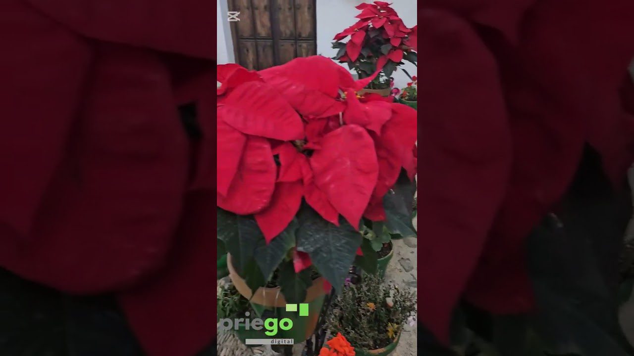 decoración en 	Priego de Córdoba